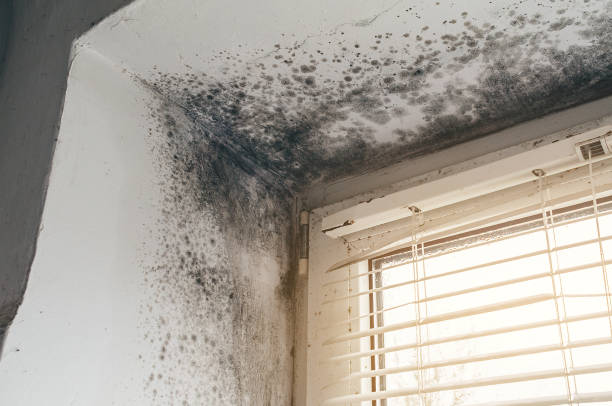 Affordable Black Mold Remediation solutions in Brick, NJ